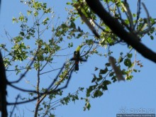 Ареналь: озеро и вулкан