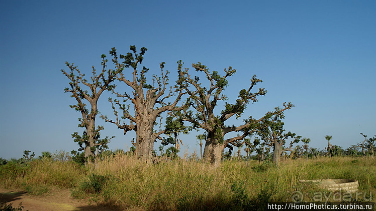 Сенегамбия. I. По кромке самой западной Африки