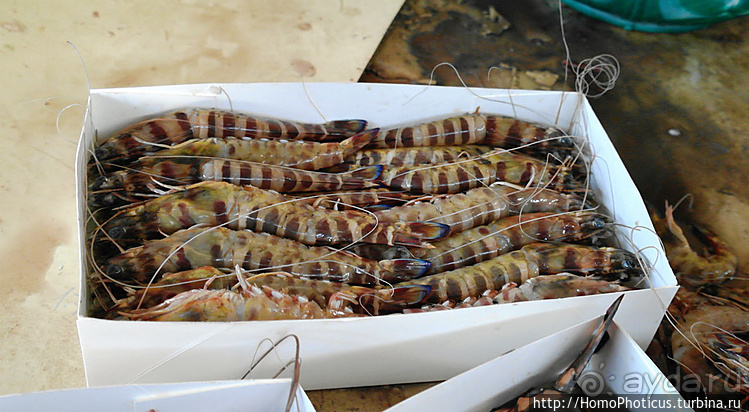 Сенегамбия. I. По кромке самой западной Африки