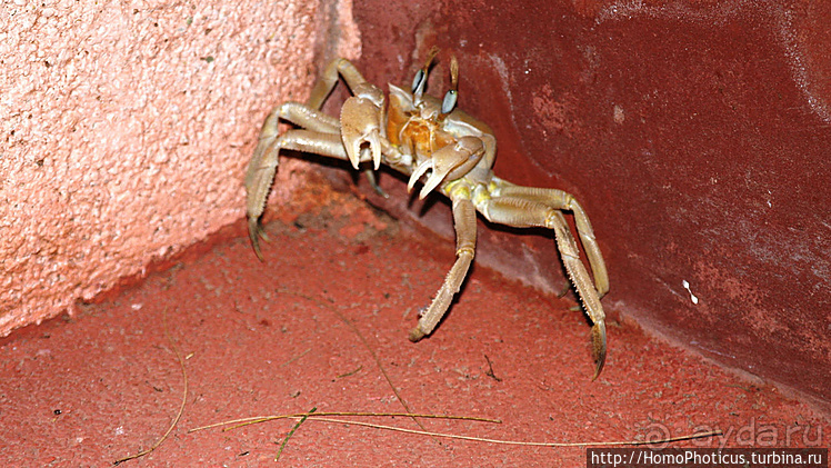 Сенегамбия. I. По кромке самой западной Африки