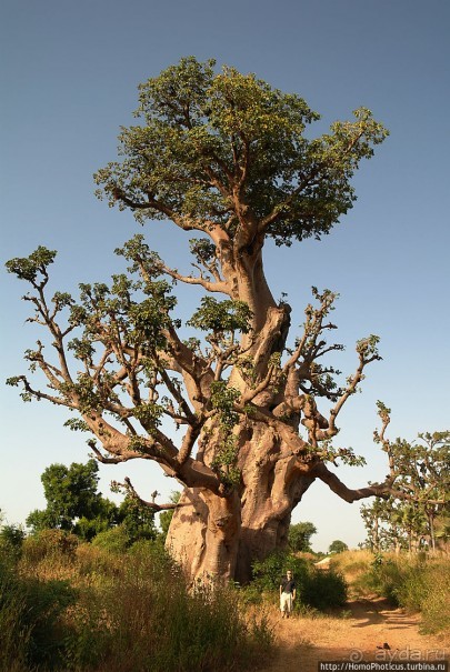Сенегамбия. I. По кромке самой западной Африки