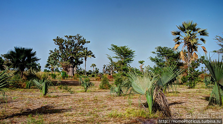 Сенегамбия. I. По кромке самой западной Африки