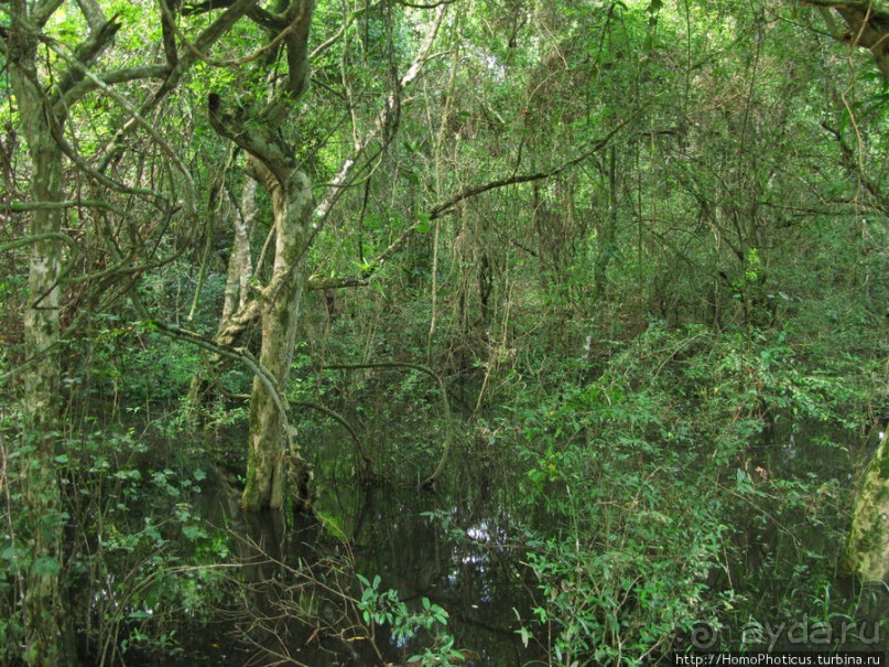 Священный меч