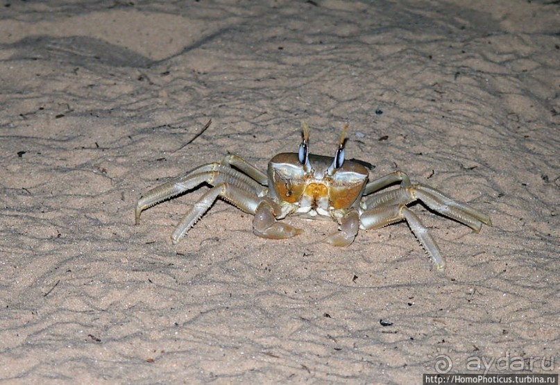 Река или Океан?