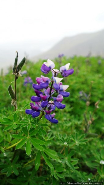 В гостях у "лобстера": сказочный фьорд и Гремящий водопад