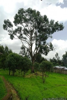 Легкие молодой столицы