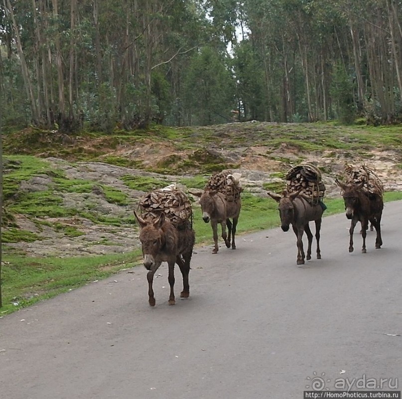 Легкие молодой столицы