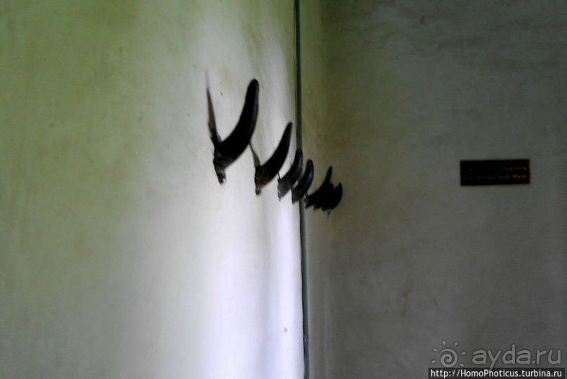 Легкие молодой столицы