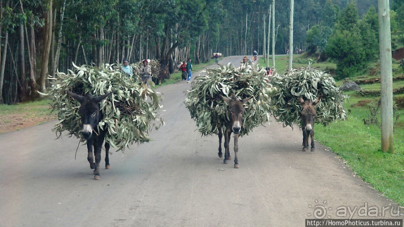 Легкие молодой столицы