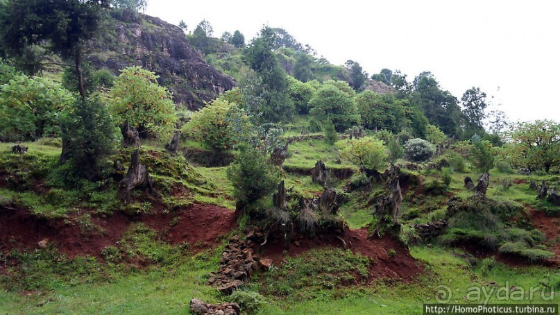 Легкие молодой столицы