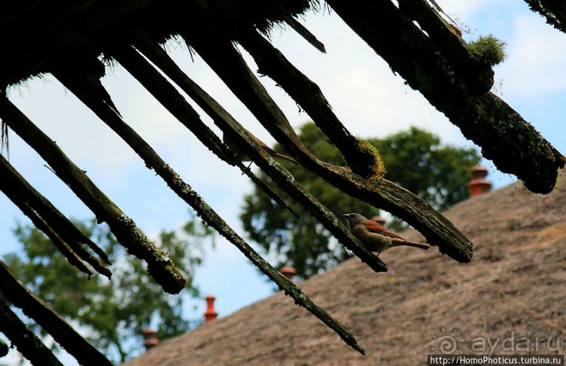 Легкие молодой столицы