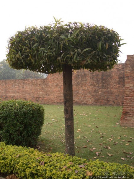 Альбом отзыва "Махапаринирвана"