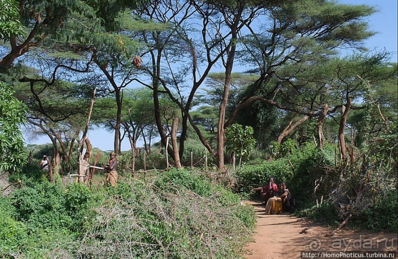 Альбом отзыва "Этнография долины Омо: земля хамеров"