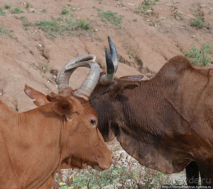 Этнография долины Омо: земля хамеров