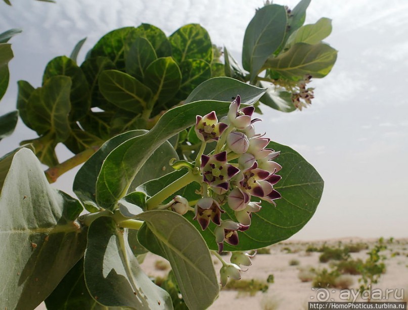 Дыхание Великой Пустыни