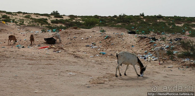 Дыхание Великой Пустыни