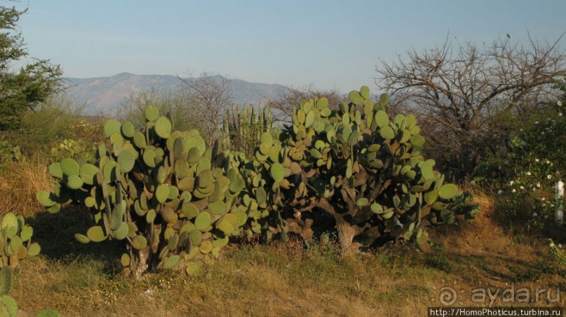 Меж четырех вулканов