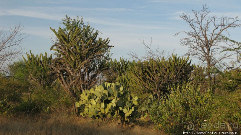 Меж четырех вулканов