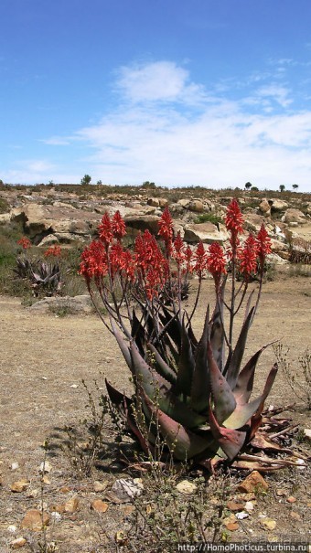 Остатки древнего Колоэ?