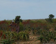 Остатки древнего Колоэ?