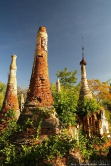 Лес ступ