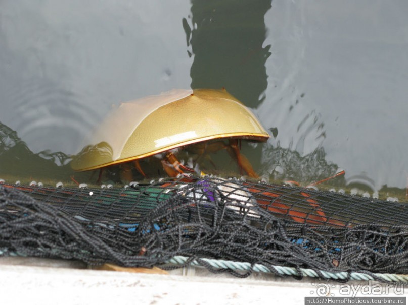 Там, где дракон спустился в море