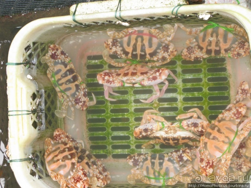 Там, где дракон спустился в море