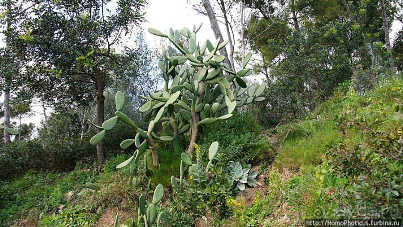 Дорогой Гауди