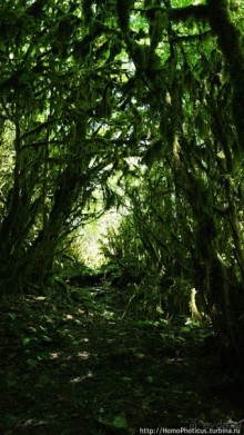 Волчьи ворота