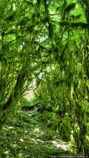 Волчьи ворота