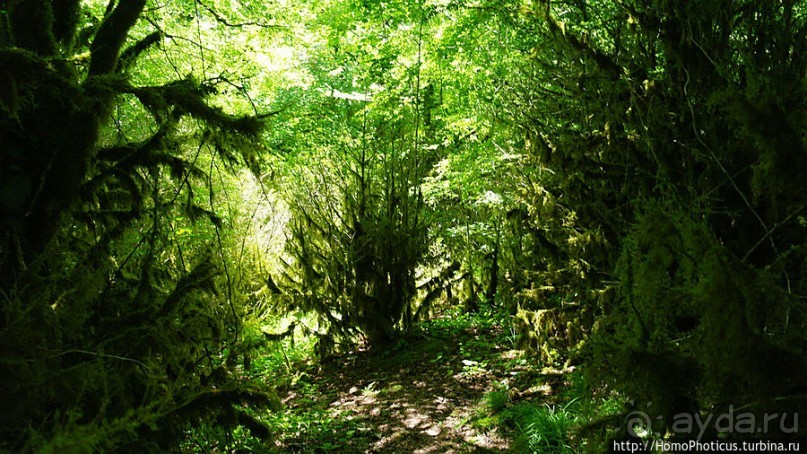 Волчьи ворота