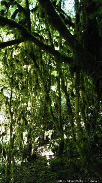 Волчьи ворота