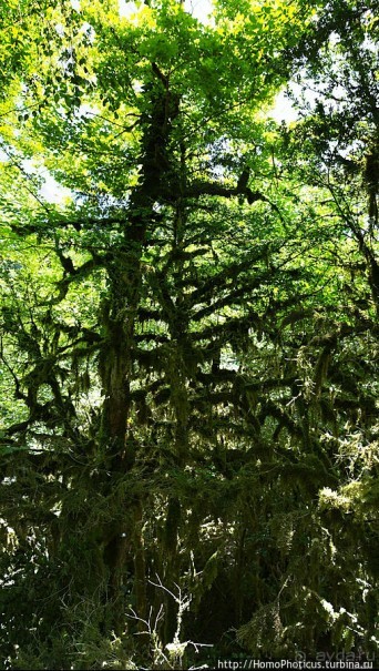 Волчьи ворота