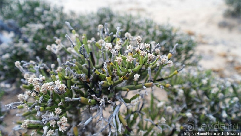 Берег Скелетов