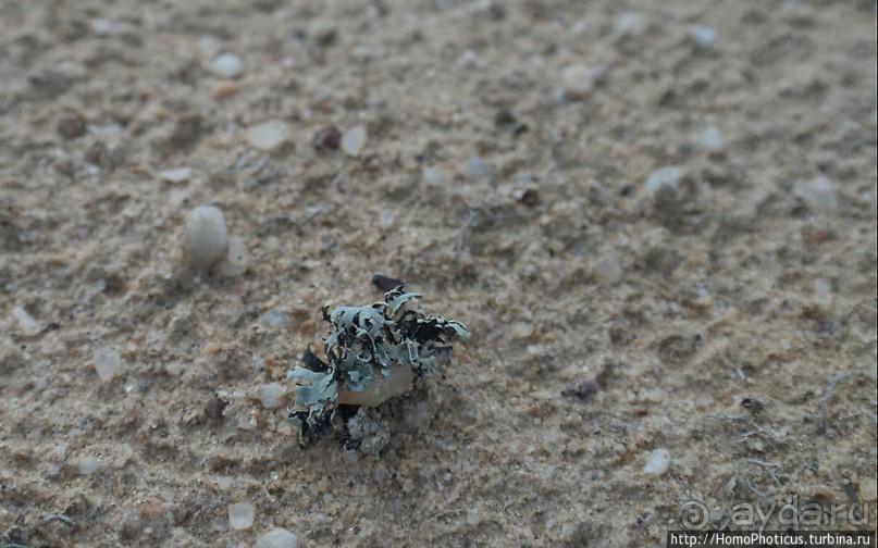 Берег Скелетов