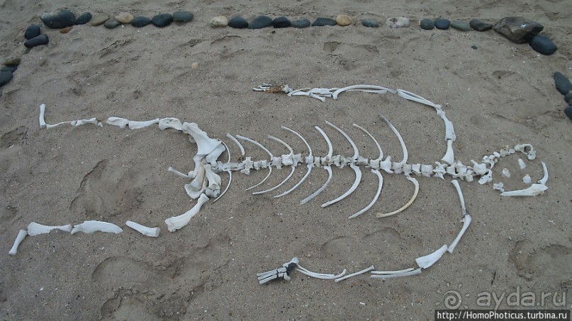 Берег Скелетов