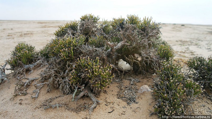 Берег Скелетов