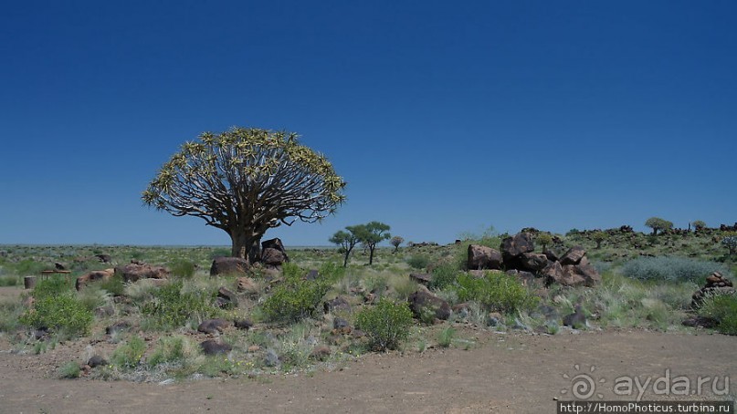 Роща колчанных деревьев