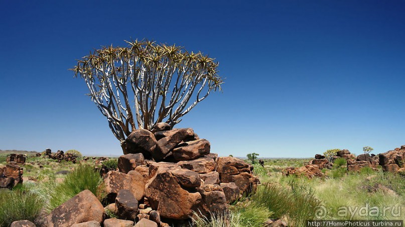 Роща колчанных деревьев