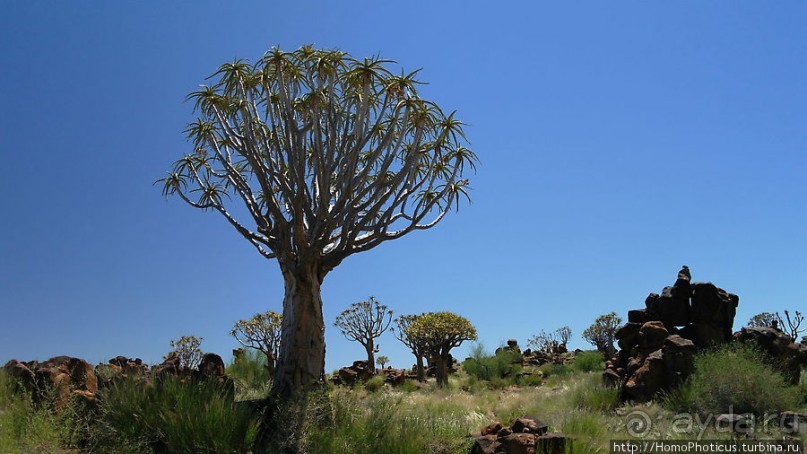 Роща колчанных деревьев