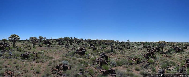Роща колчанных деревьев