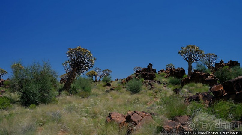 Роща колчанных деревьев