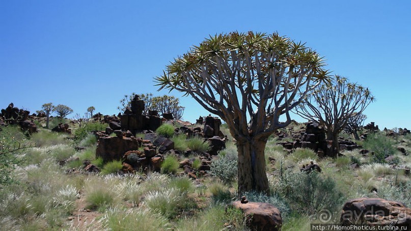 Роща колчанных деревьев