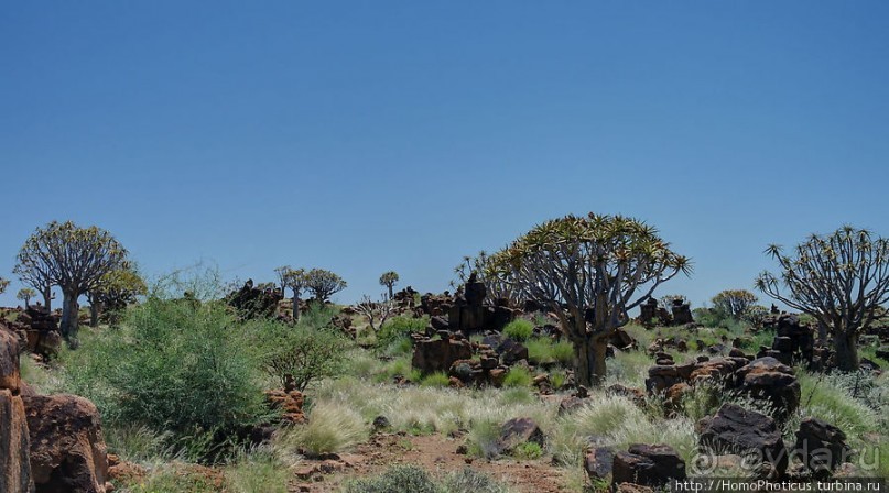 Роща колчанных деревьев