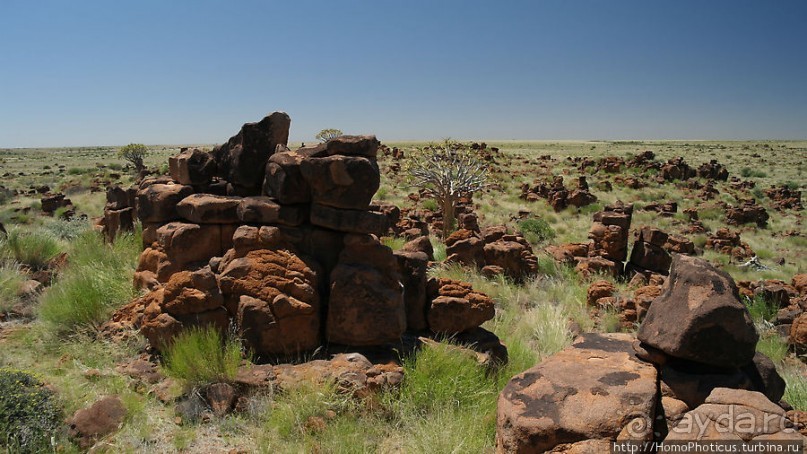 Роща колчанных деревьев