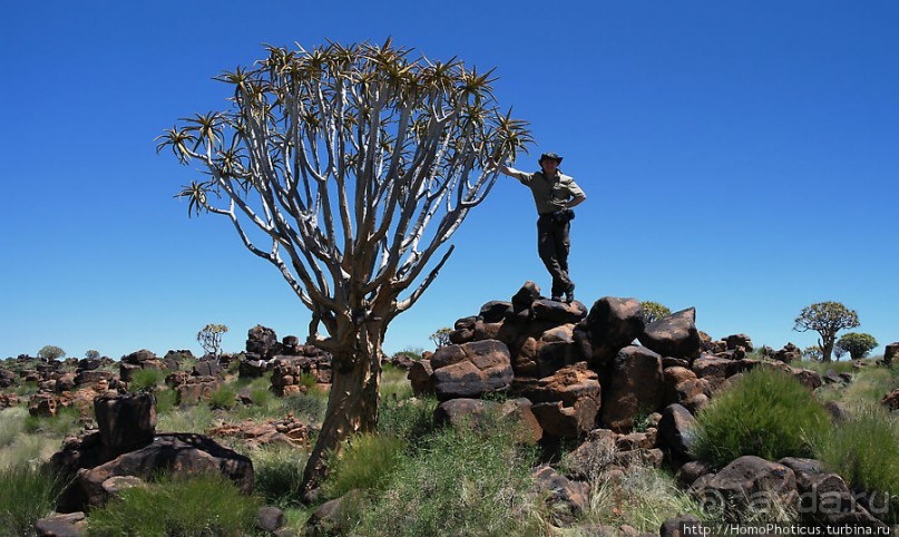 Роща колчанных деревьев