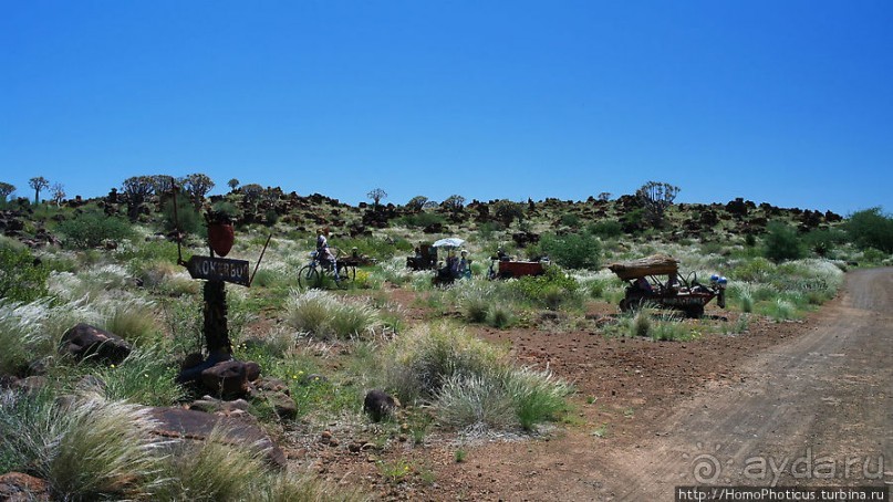Роща колчанных деревьев