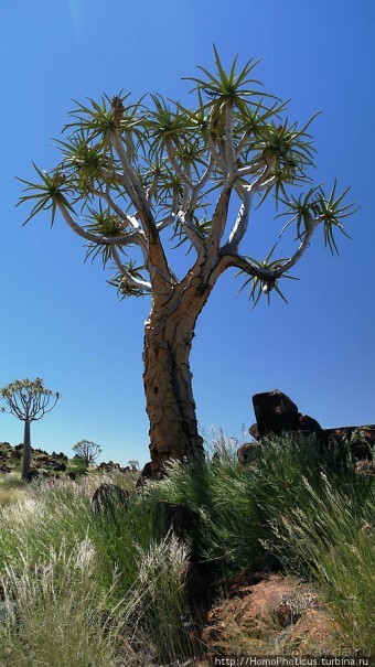 Роща колчанных деревьев