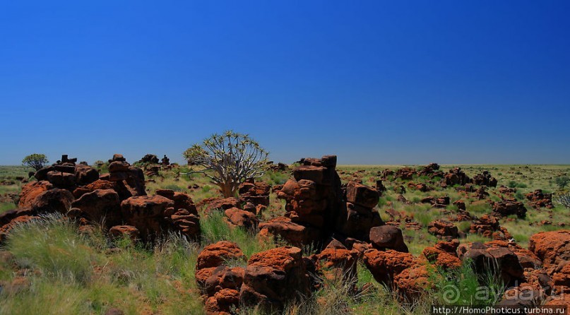 Роща колчанных деревьев