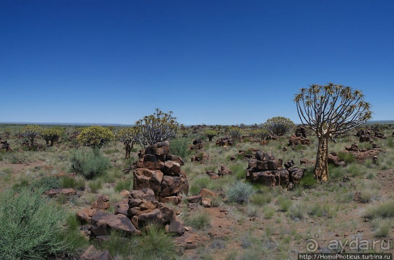 Роща колчанных деревьев